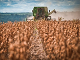 Argentina lidera el mercado global de aceite de soja, maní y derivados del limón en el año 2025.