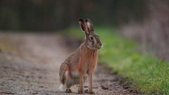 la policia los sorprendio en un campo de chubut con 51 liebres muertas en una camioneta la policia los sorprendio en un campo de chubut con 51 liebres muertas en una camioneta