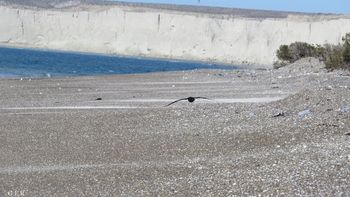 Barrancas Blancas, playa cerca de Comodoro Rivadavia, Chubut. Barrancas Blancas, playa cerca de Comodoro Rivadavia, Chubut.