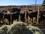 Un feetlot instalado en Añelo, corazón de Vaca Muerta.