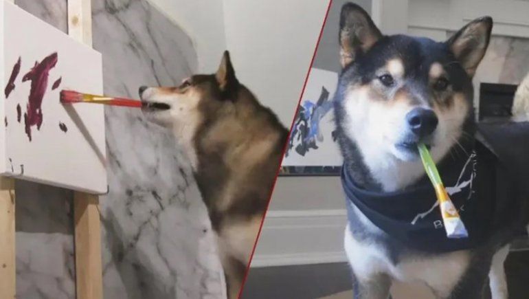 Este perrito tiene más de 17 mil seguidores en Instagram