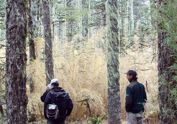 Afirman que habrá una gran ratada que se extenderá hasta el 2014