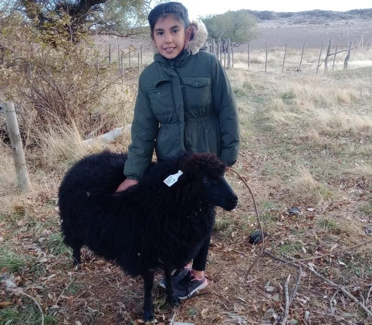 El Concurso Tromen es un programa de recría, preparación y muestra de reproductores de la provincia. Foto: gentileza SRN. El Concurso Tromen es un programa de recría, preparación y muestra de reproductores de la provincia. Foto: gentileza SRN.
