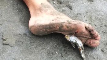 Chubut: les recomiendan a los bañistas que tengan especial cuidado con los bagres de mar. Chubut: les recomiendan a los bañistas que tengan especial cuidado con los bagres de mar.