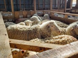 La lana sin cardar ni peinar, es un producto sobre el que se eliminó las retenciones a las exportaciones. La lana sin cardar ni peinar, es un producto sobre el que se eliminó las retenciones a las exportaciones.