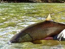 Ya está habilitada la temporada de pesca 2025/26 en Río Negro. Ya está habilitada la temporada de pesca 2025/26 en Río Negro.