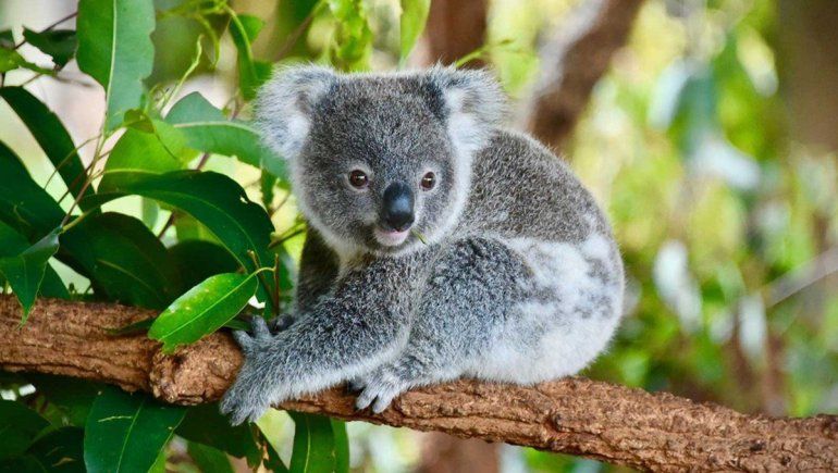 Australia perdió el 30% de sus koalas en solo tres años