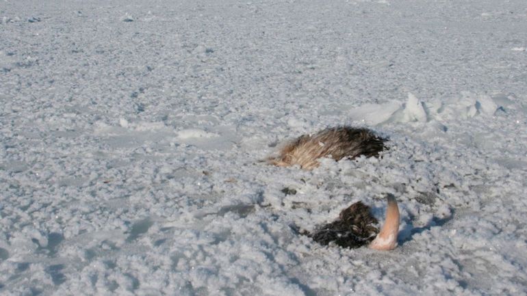 Cambio climático: calor, nieve y lluvia en Alaska