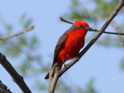 Buscan proteger por ley al Churrinche (Pyrocephalus rubinus), un ave que habita en Río Negro. Buscan proteger por ley al Churrinche (Pyrocephalus rubinus), un ave que habita en Río Negro.