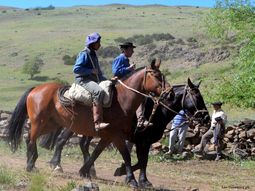 Argentina comenzara a exportar equinos a Chile. Foto: gentileza SRN. Argentina comenzara a exportar equinos a Chile. Foto: gentileza SRN.