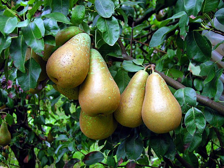 La variedad de pera Conference es la de mayor producción en Europa. La variedad de pera Conference es la de mayor producción en Europa.