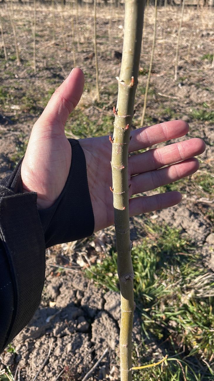  A comienzos de 2023 se confirmó su presencia en la Patagonia argentina. A comienzos de 2023 se confirmó su presencia en la Patagonia argentina.