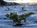 El desafío vitivinícola: Cuando un proyecto universitario de 1000 m² se convierte en el viñedo más austral del mundo. Foto: gentileza