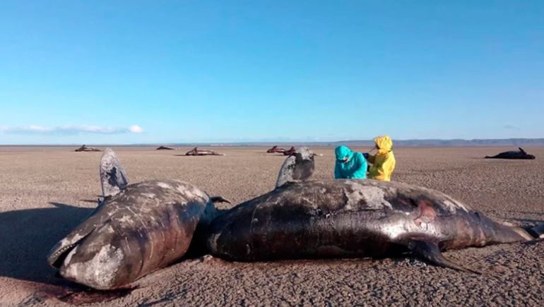 Guardafaunas de Tierra del Fuego primero hallaron dos orcas varadas