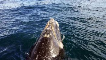 el divertido juego de una ballena con un kayakista en puerto madryn el divertido juego de una ballena con un kayakista en puerto madryn
