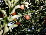 Avanzan los indicadores de madurez y presión sobre la manzana.