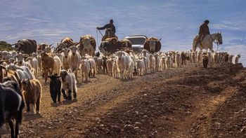 Alerta en Neuquén: la falta de pasto obliga a mover el ganado antes de tiempo | LM Neuquen Alerta en Neuquén: la falta de pasto obliga a mover el ganado antes de tiempo