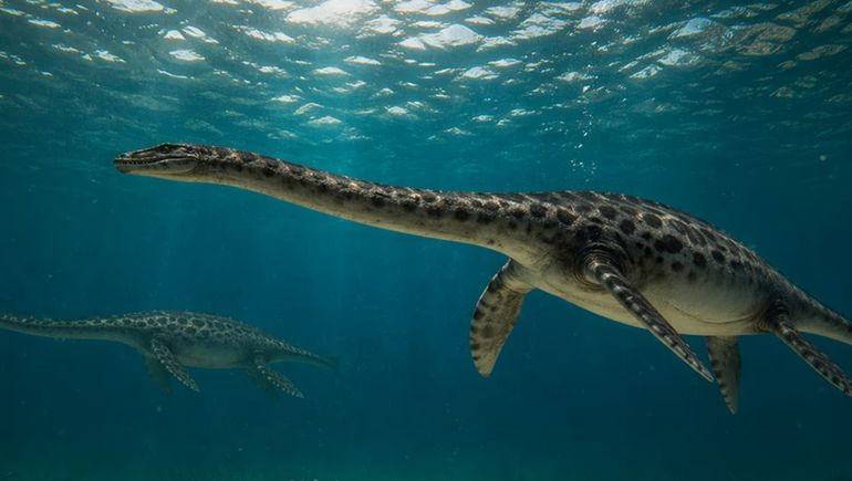 El fósil de un monstruo marino de hace 66 millones de años sorprende a la ciencia desde la Patagonia.