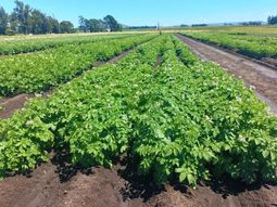 Gracias a la edición génica, el INTA desarrolló una papa que mantiene su calidad en frío y produce chips más claros, crocantes y saludables. Gracias a la edición génica, el INTA desarrolló una papa que mantiene su calidad en frío y produce chips más claros, crocantes y saludables.