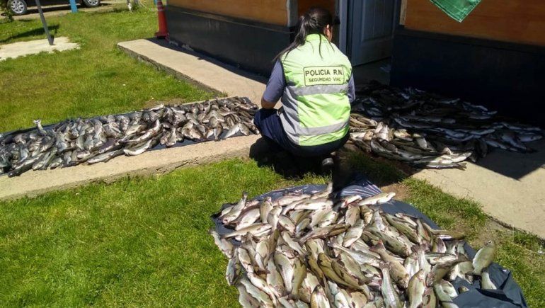 Pesca furtiva: los atrapan trasladando 500 truchas