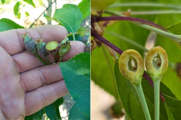 Daños en el fruto, luego de una fuerte helada. Daños en el fruto, luego de una fuerte helada.