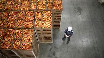 La fruta debe llegar en óptimas condiciones cuando ingresa para su almacenamiento en las cámaras frigoríficas. La fruta debe llegar en óptimas condiciones cuando ingresa para su almacenamiento en las cámaras frigoríficas.