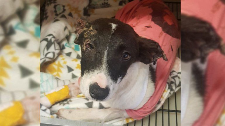 Buscan tránsito para una perrita que fue torturada y quemada en el oeste de la ciudad