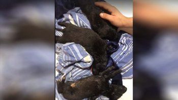 dramatico rescate de ocho cachorros abandonados en la calle