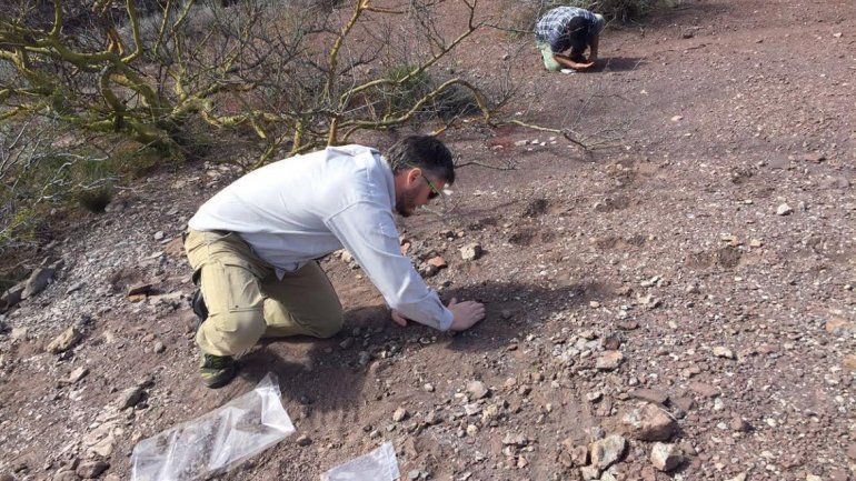 Hallaron importantes restos fósiles de anfibios en Añelo