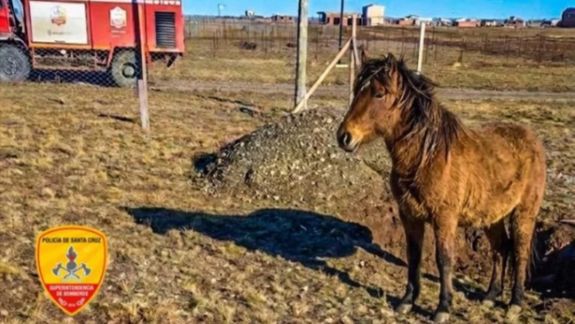 Un caballo quedó atrapado en un pozo y tuvieron que ir a sacarlo los bomberos