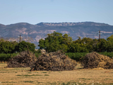 Napa: Montones de vides muertas yacen sobre el suelo en barbecho, despojadas de la oportunidad de volver a producir vino. Foto: reddit