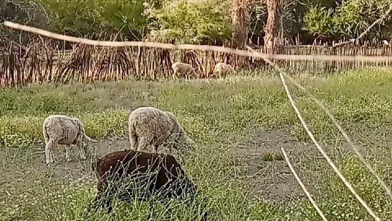 Parte de la ganadería de los crianceros en el centro de Neuquén. Parte de la ganadería de los crianceros en el centro de Neuquén.