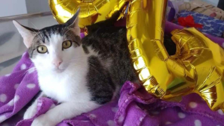 Luigi, el gato que superó el coronavirus tras 84 inyecciones