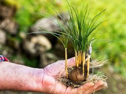 La especia más cara del mundo. La especia más cara del mundo.