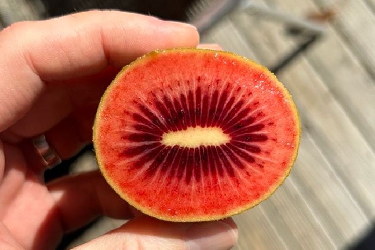 Zespri ampl&iacute;a su apuesta por el kiwi rojo con una nueva variedad para ganar presencia global