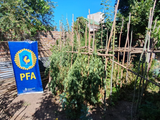 El operativo lo llevó a cabo la División Antidrogas de la PFA. Foto: gentileza PFA.