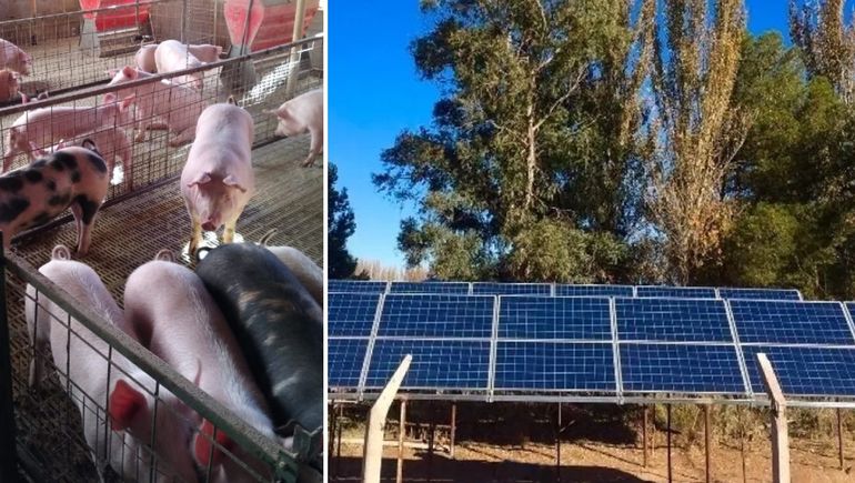 Innovación: la granja porcina que se abastece con paneles solares en Plottier