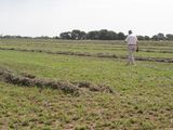 La alfalfa se perfila como una alternativa de reconversión.