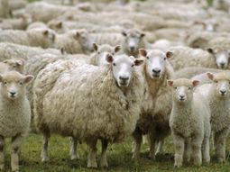 Actualmente en Chubut hay menos de 3 millones de cabezas de ganado ovino. Actualmente en Chubut hay menos de 3 millones de cabezas de ganado ovino.