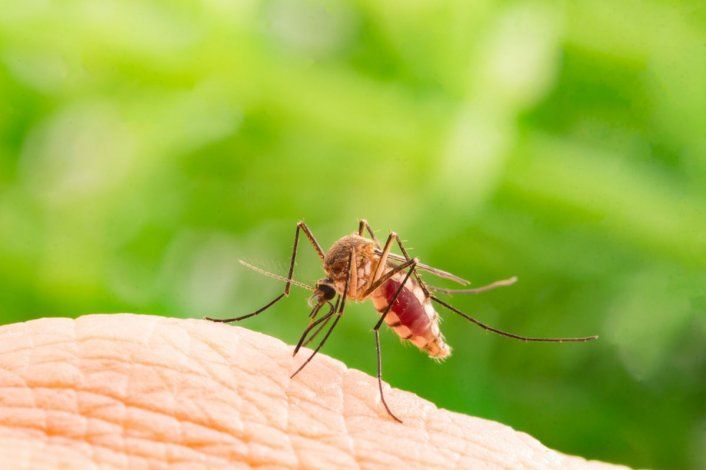COVID-19: ¿Pueden los mosquitos transmitir la enfermedad?