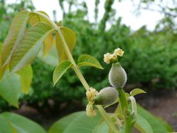 Las explotaciones con frutos secos prodrían verse afectadas con temperaturas mínimas de hasta -4°C. Las explotaciones con frutos secos prodrían verse afectadas con temperaturas mínimas de hasta -4°C.