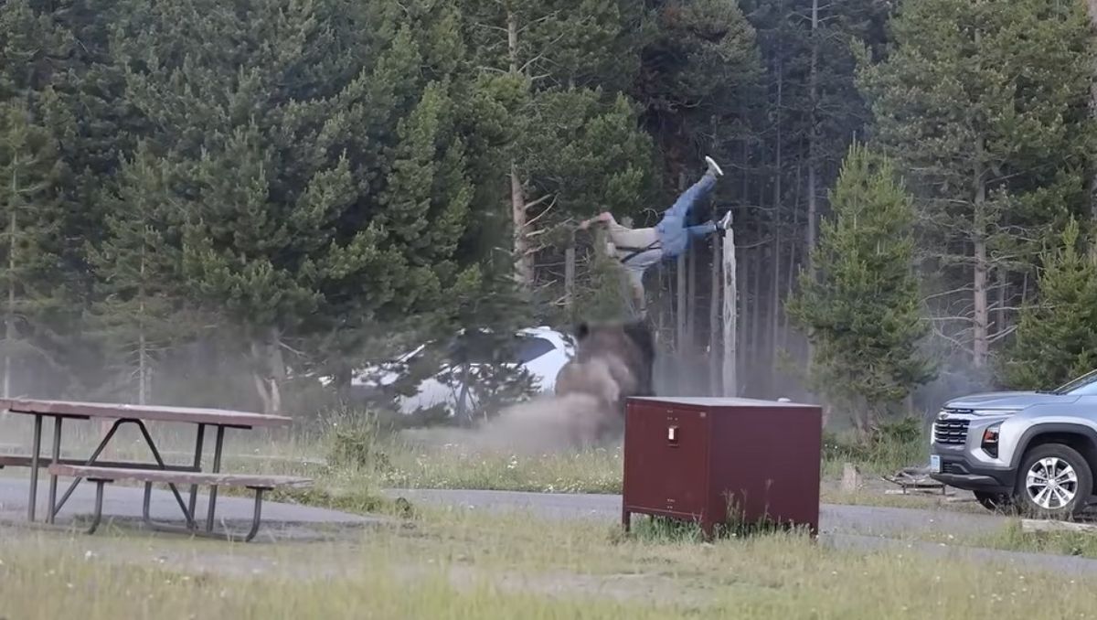 El hombre agredido por el bisonte se encontraba a una distancia adecuada de seguridad, pero igual fue atacado por el animal.