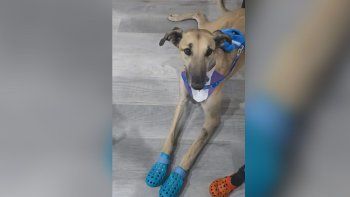 Burlete, el perro que es todo amor.