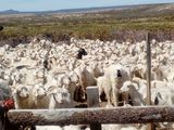 Los perros protectores están distribuidos en los departamentos de Aluminé, Añelo, Huiliches, Lácar, Pehuenches, Chos Malal y Minas. Foto: gentileza subsecretaría de Producción.