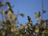 El loro barranquero, especie nativa amenazada, interactúa con los cultivos de pistacho en San Juan desde hace años.