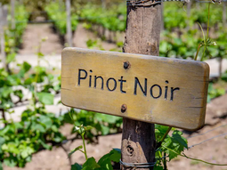 Es la cepa insignia de la Patagonia. Es la cepa insignia de la Patagonia.