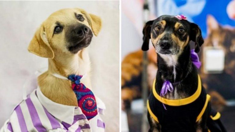 Facebook: refugio de perros realizó sesión de fotos para incentivar la adopción.