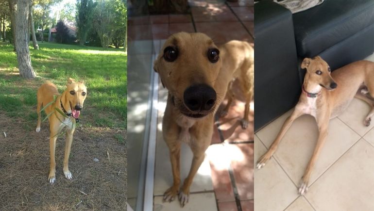 Fideo es un galgo sociable y juguetón que busca una nueva familia.