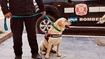 Rocco, uno de los perros que buscarán a María José San Martín en Chubut. Rocco, uno de los perros que buscarán a María José San Martín en Chubut.