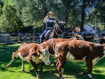 Expo Bovinos, un espacio que reúne producción, capacitación, genética y tradición.